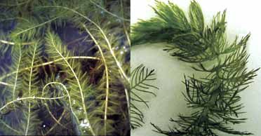Milfoil